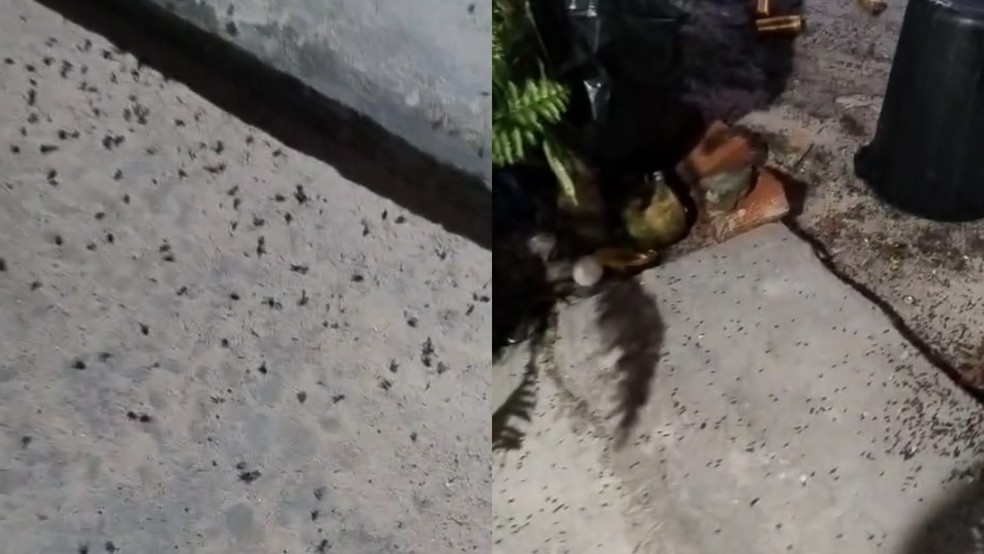 Infestação de moscas em Pindoretama se arrasta há, pelo menos, dois anos, conforme moradores. — Foto: Reprodução