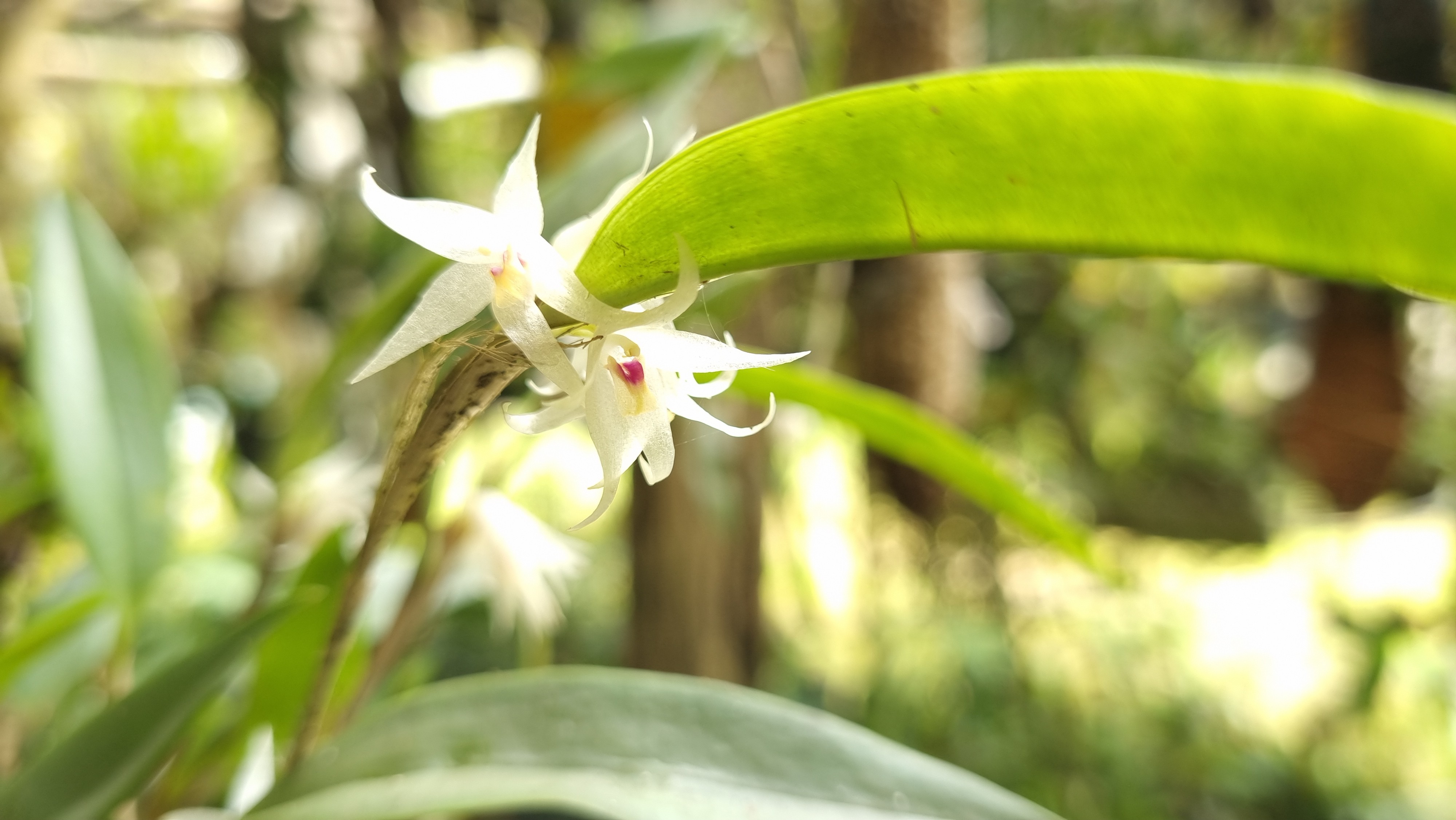 Alto Tietê preserva coleção de micro-orquídeas que é única em toda a América Latina