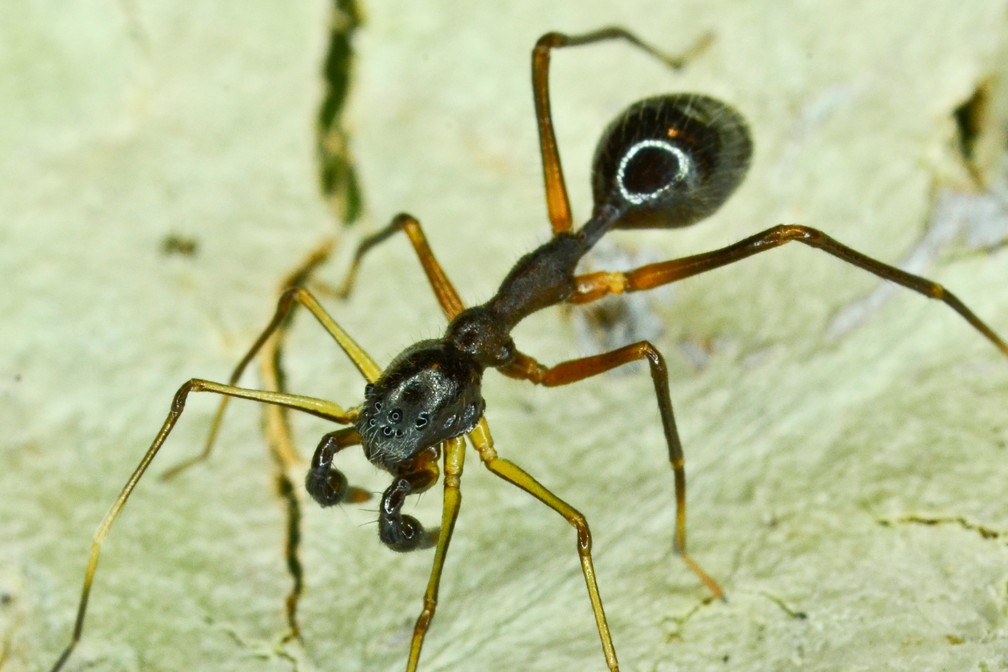 Corinnidae, Myrmecium - AMAZ 0150 - Catuaba (3)-82 — Foto: Leonardo Carvalho / Museu Emílio Goeldi