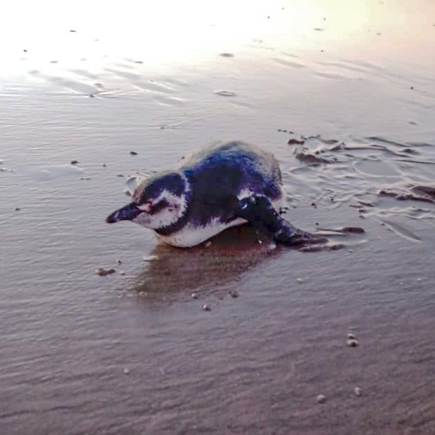 Sagui branco é resgatado ferido após ser atropelado em rodovia no interior  do Acre, Acre