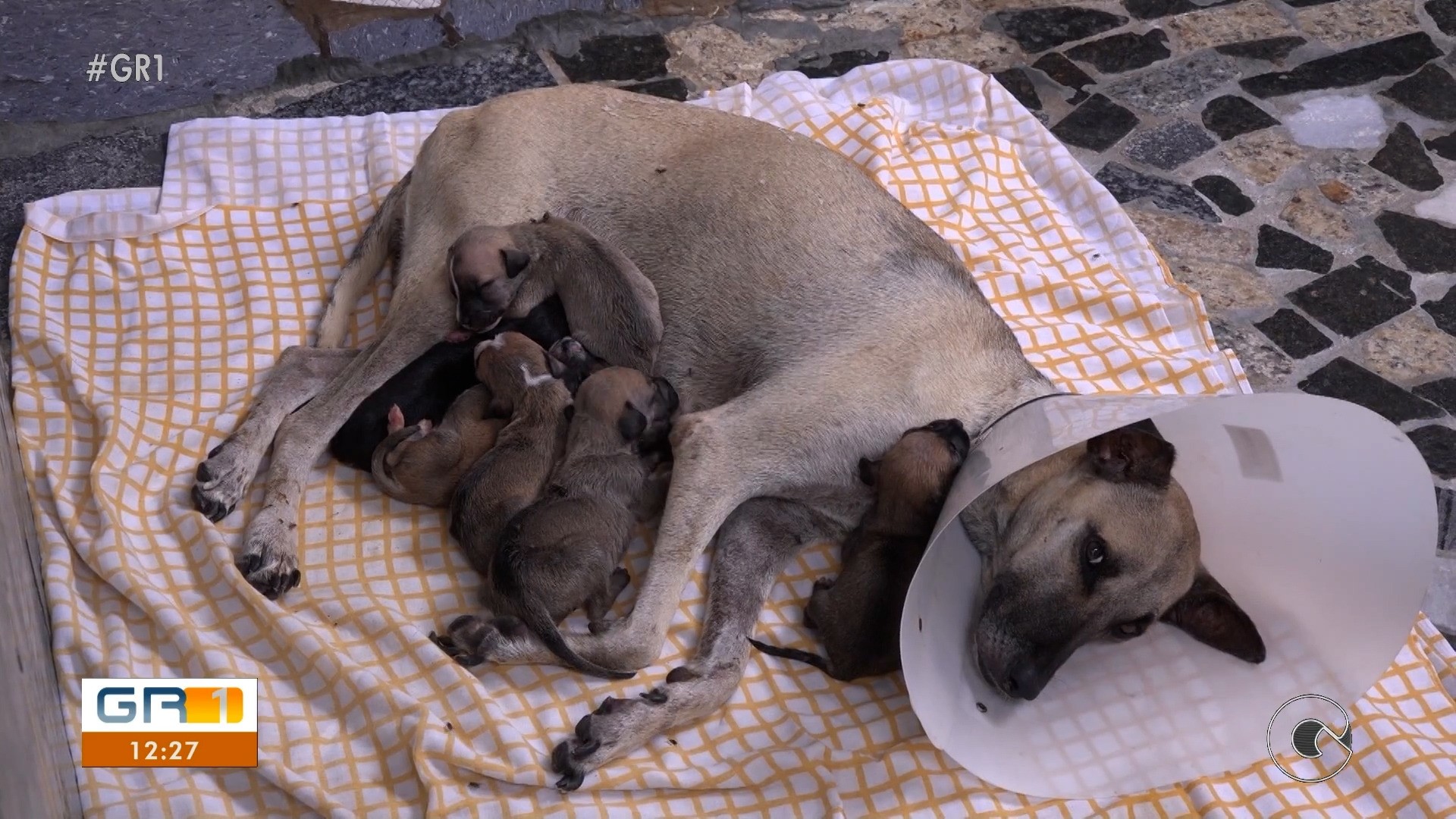 VÍDEOS: GR1 de sábado, 22 de novembro de 2025 