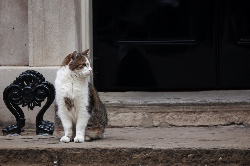 Larry, o gato, do lado de fora da 10 Downing Street, em Londres — Foto: REUTERS/Phil Noble