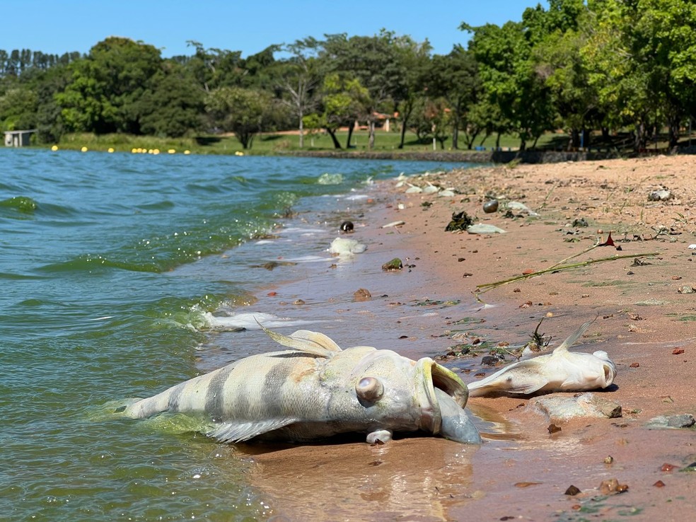 Peixes aparecem mortos às margens do Rio Tietê em Ubarana (SP) — Foto: Rogério Pedrozo/TV TEM
