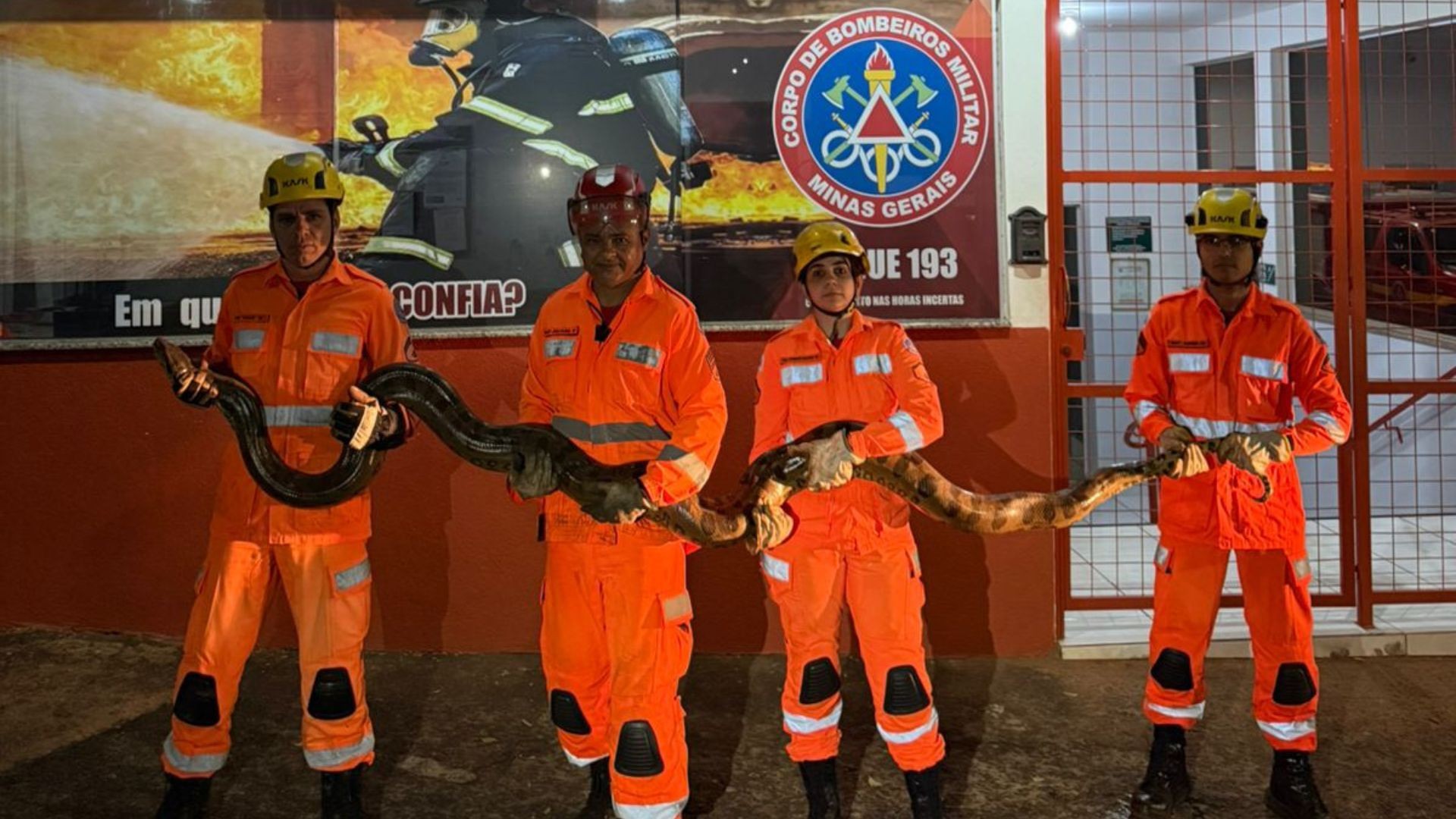 VÍDEO: Sucuri-amarela gigante atravessa rodovia e é capturada perto de casa no interior de Minas