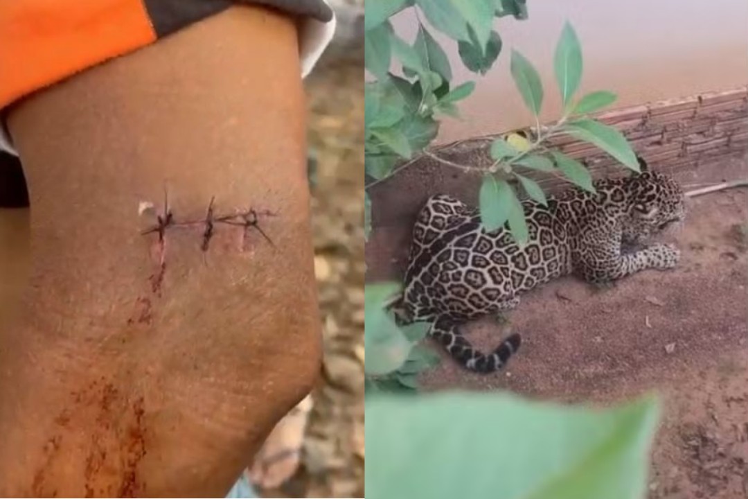 'Fui brigar com ela', diz homem arranhado por onça ao tentar impedir que animal entrasse em creche em RO