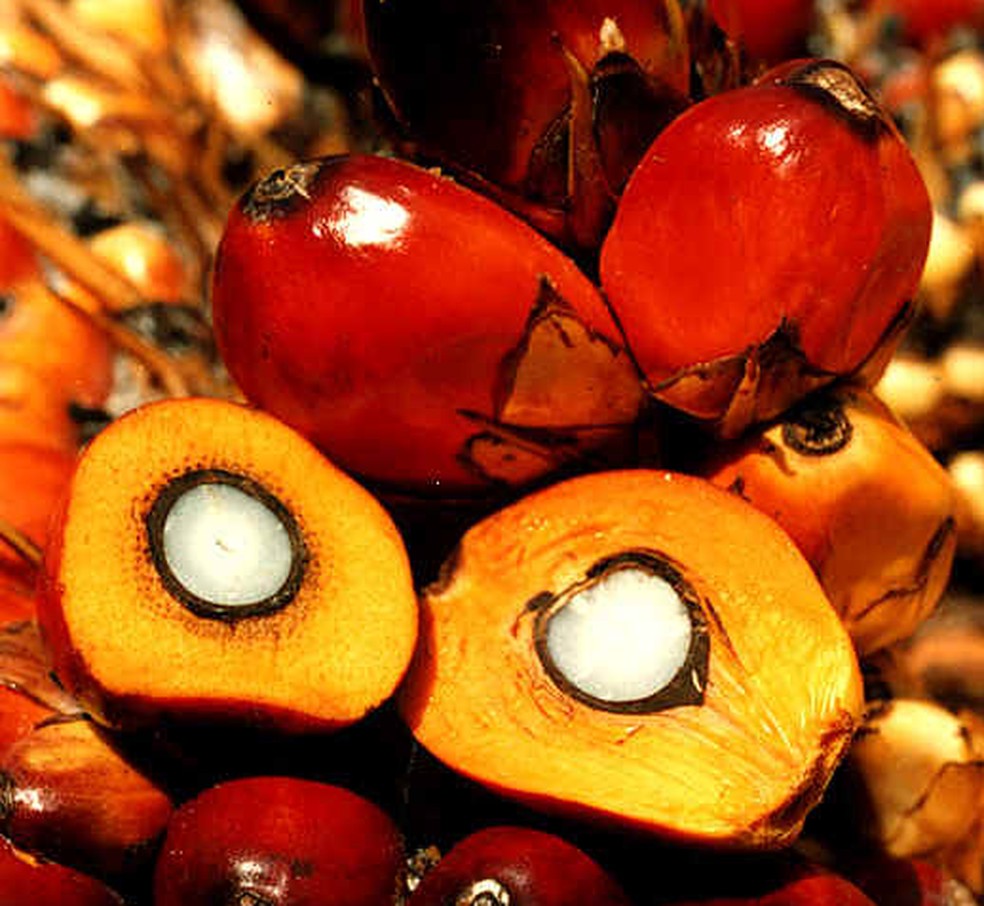 Estrutura Do Fruto Do Dende Azeite De Dendê: Conheça Esse