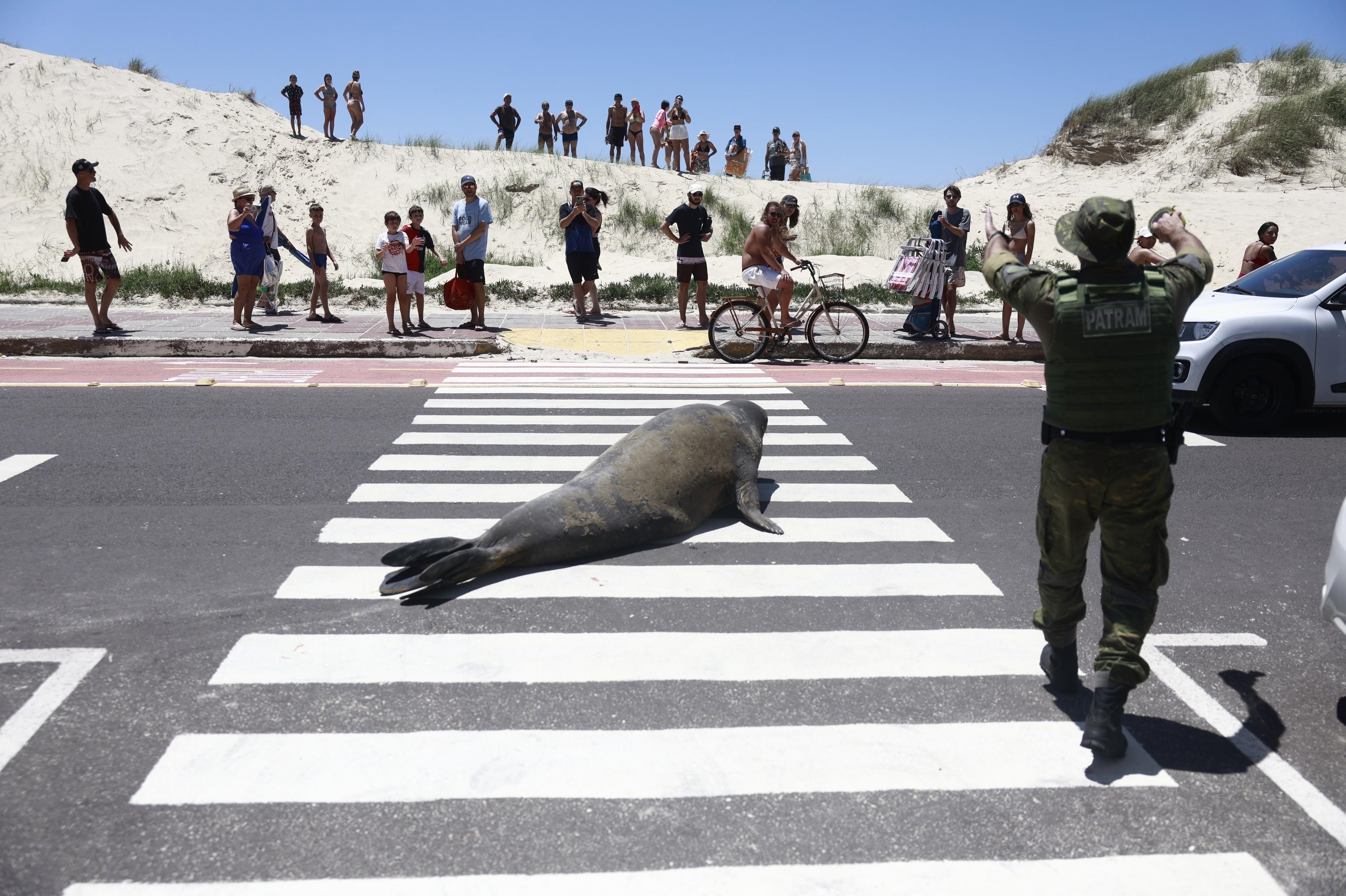 VÍDEO: Elefante-marinho surpreende veranistas ao procurar abrigo do sol na praia em Tramandaí