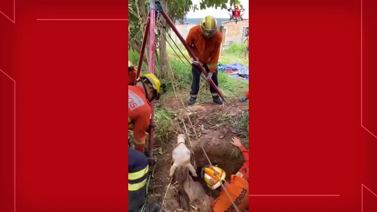 VÍDEO: cavalo cai em buraco e é resgatado pelo Corpo de Bombeiros no DF