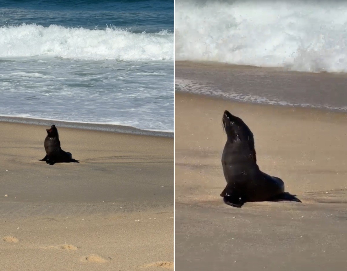 VÍDEO: Lobo-marinho faz parada para descansar em praia de Maricá