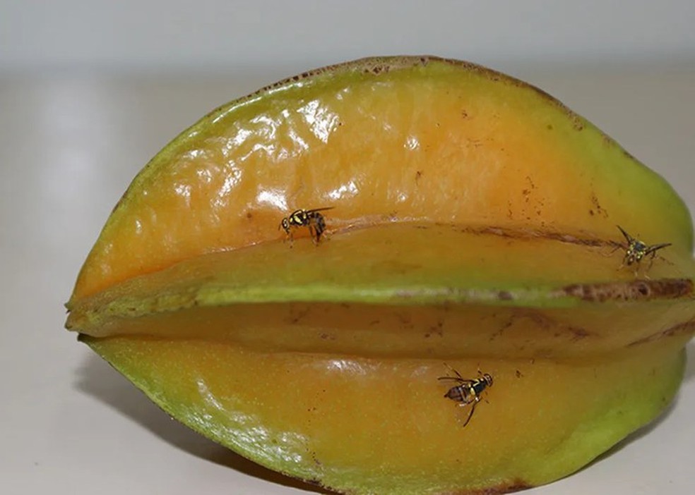 Mosca-da-carambola é a principal ameaça à manutenção dos mercados de exportação da fruticultura, segundo Mapa — Foto: Danilo Nascimento/Embrapa