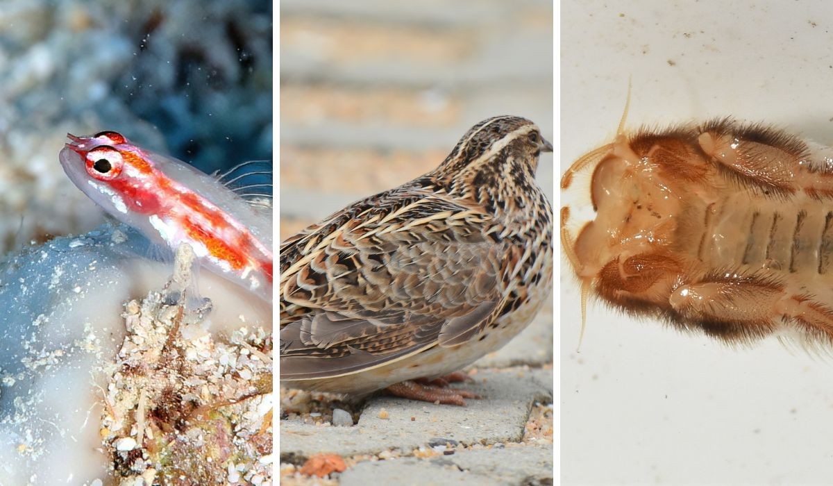 Nascer, acasalar e morrer em 5 minutos: os animais de vida curtíssima