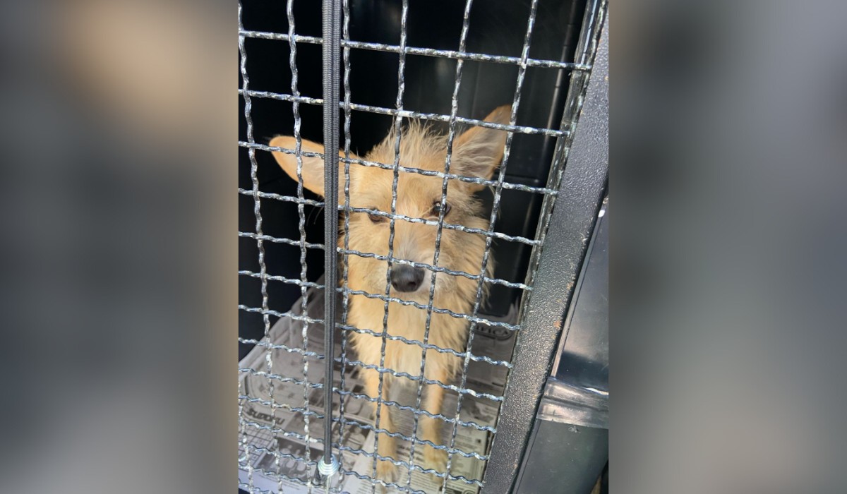 Homem é preso por maus-tratos após polícia encontrar cachorro morto em Marília