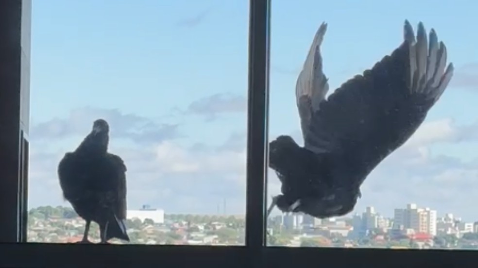 Casal de urubus vive na sacada de apartamento — Foto: Micaela La Falce