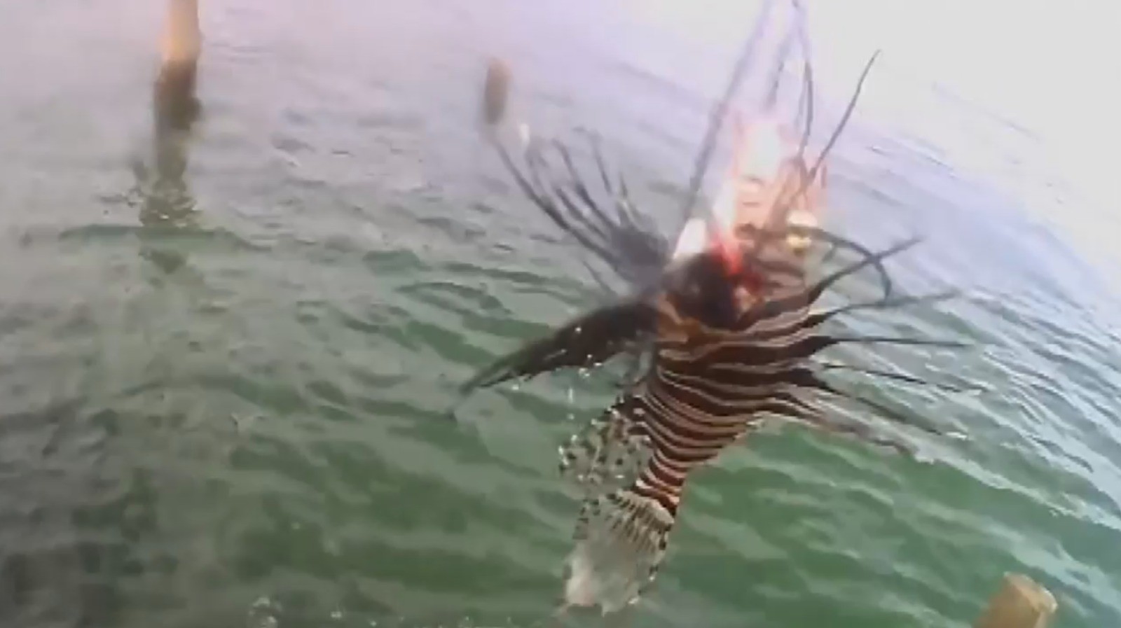 Peixe invasor com 18 espinhos é encontrado em destino turístico na Bahia; espécie não tem predadores