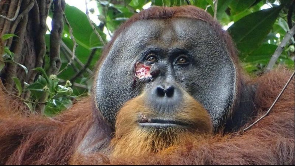 Los orangutanes salvajes utilizan la planta para tratar una herida.  ambiente