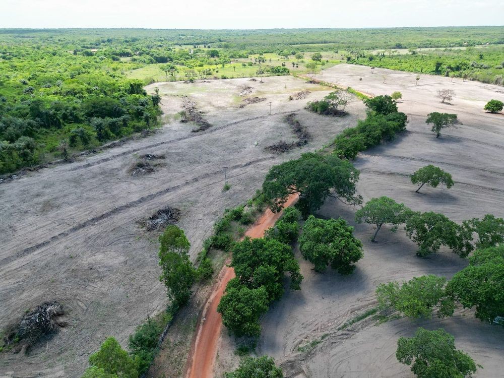Desmatamento no Piauí avança e quatro municípios do estado lideram aumento na perda de vegetação nativa em 2024