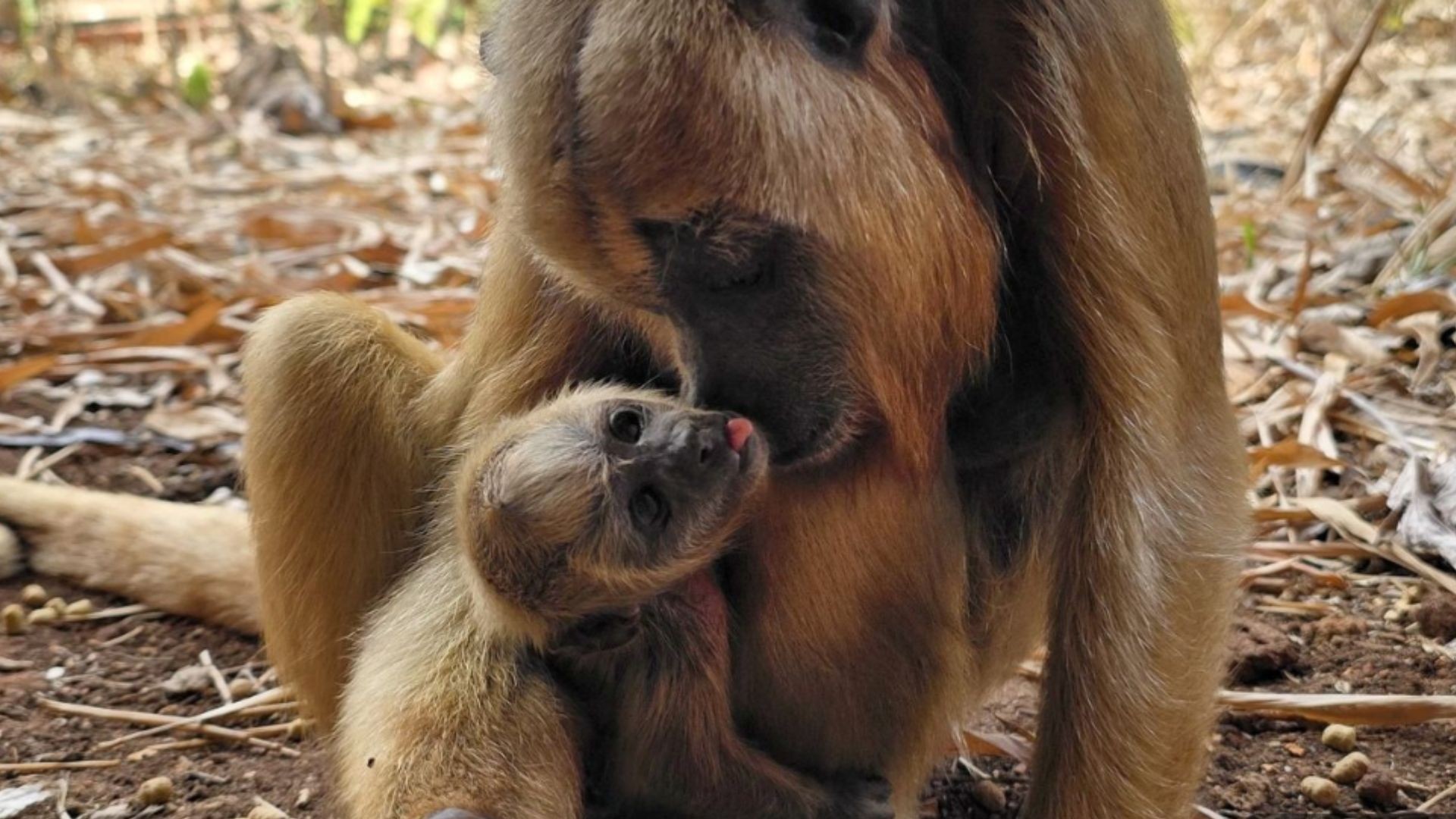 Você Não Tá Convidada pro Meu Bat Mitzvá!