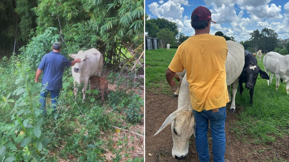 Bady Bassitt -SP: Vaca criada como pet por 10 anos em sítio é morta e esquartejada por ladrões durante furto de carne