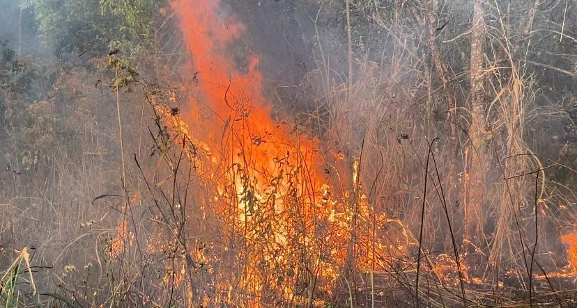 Prejuízo do fogo nas lavouras de cana-de-açúcar de SP sobe para R$ 800 milhões