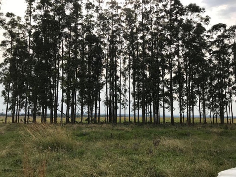 Fazenda João Goulart, em Itacurubi, tem 55% das terras destinadas à agricultura e 45% à pecuária — Foto: Zuleika Matsumura Akimoto/Divulgação