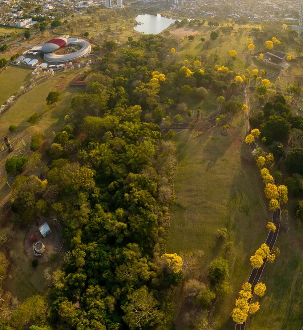 Ipês no Parque das Nações Indígenas. — Foto: Reprodução