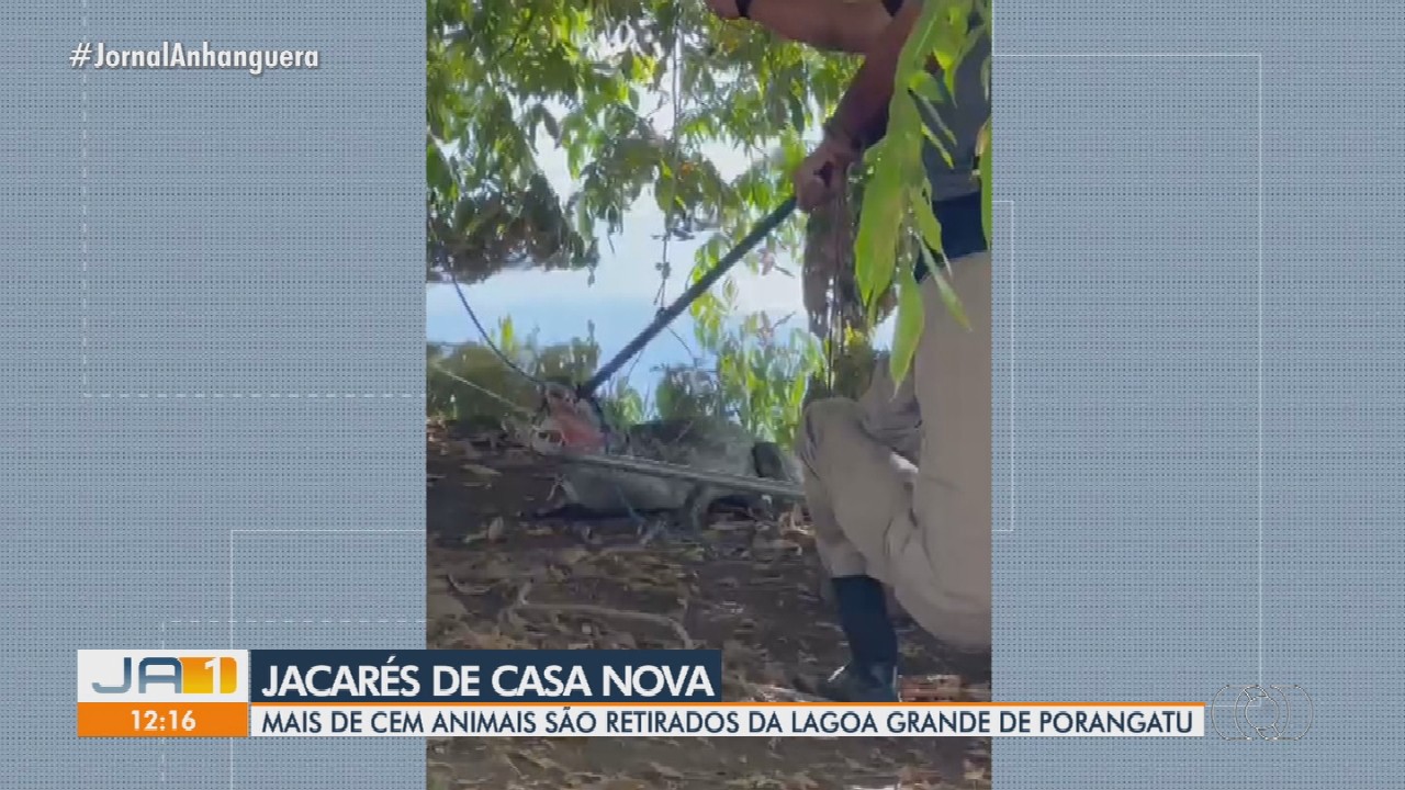 Mais de 100 jacarés são retirados de lagoa que é ponto turístico de cidade de Goiás