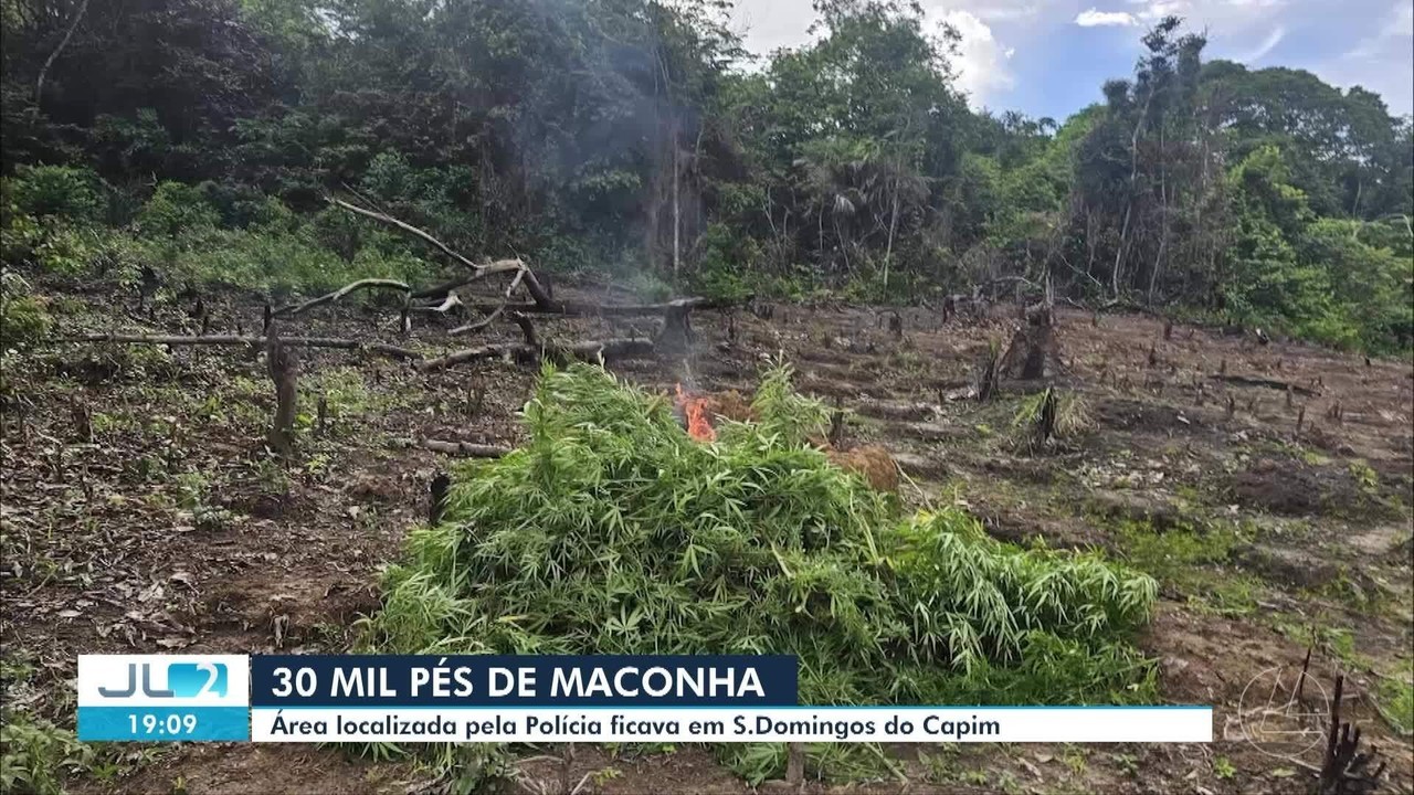 Plantação de maconha com 30 mil pés é descoberta em área de mata em São Domingos do Capim, no PA
