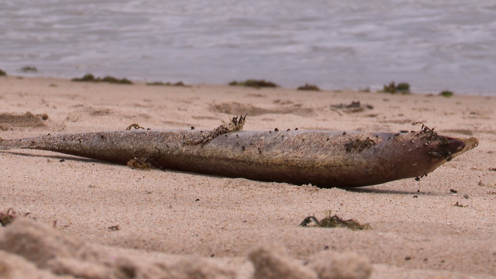 Mais de 130 moreias são encontradas mortas em praias de João Pessoa