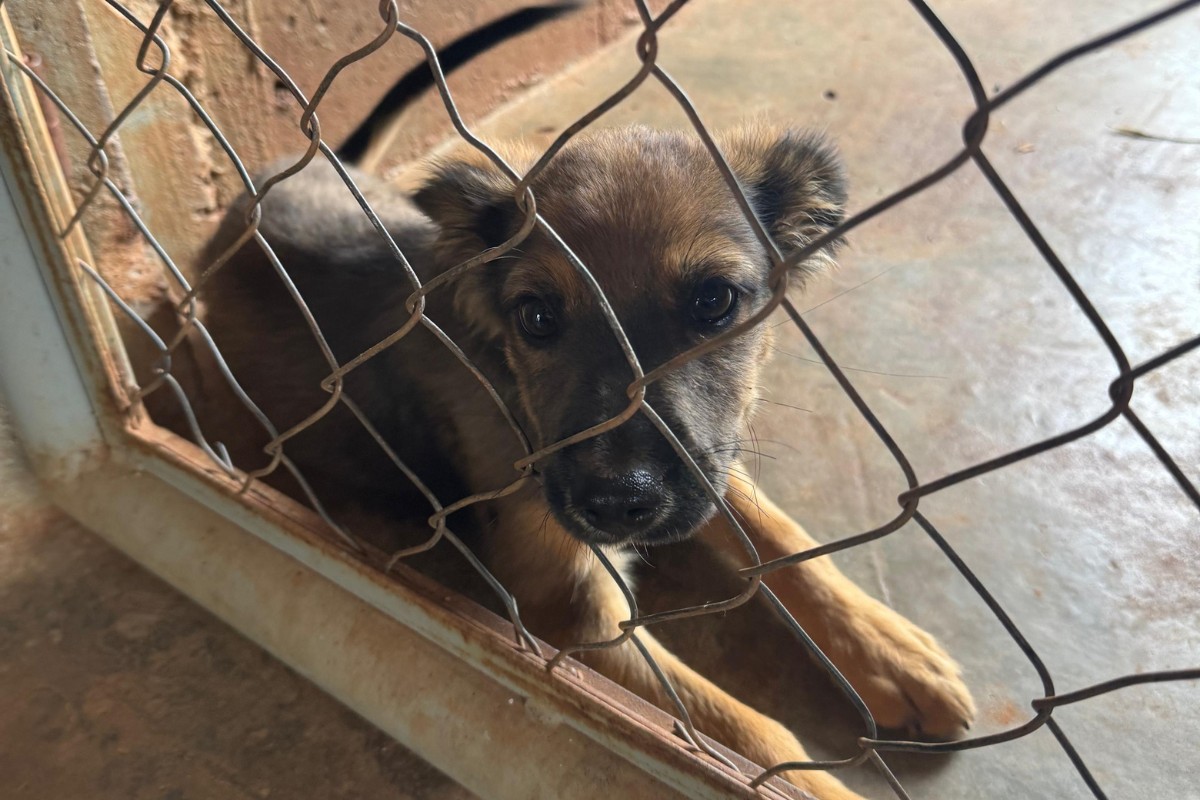Polícia Ambiental atende mais de 300 denúncias de maus-tratos a animais no oeste paulista em 2025