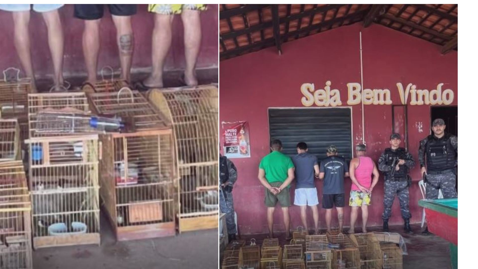 Homens são presos em bar suspeitos de traficar animais em Buriticupu; 100 pássaros foram resgatados 
