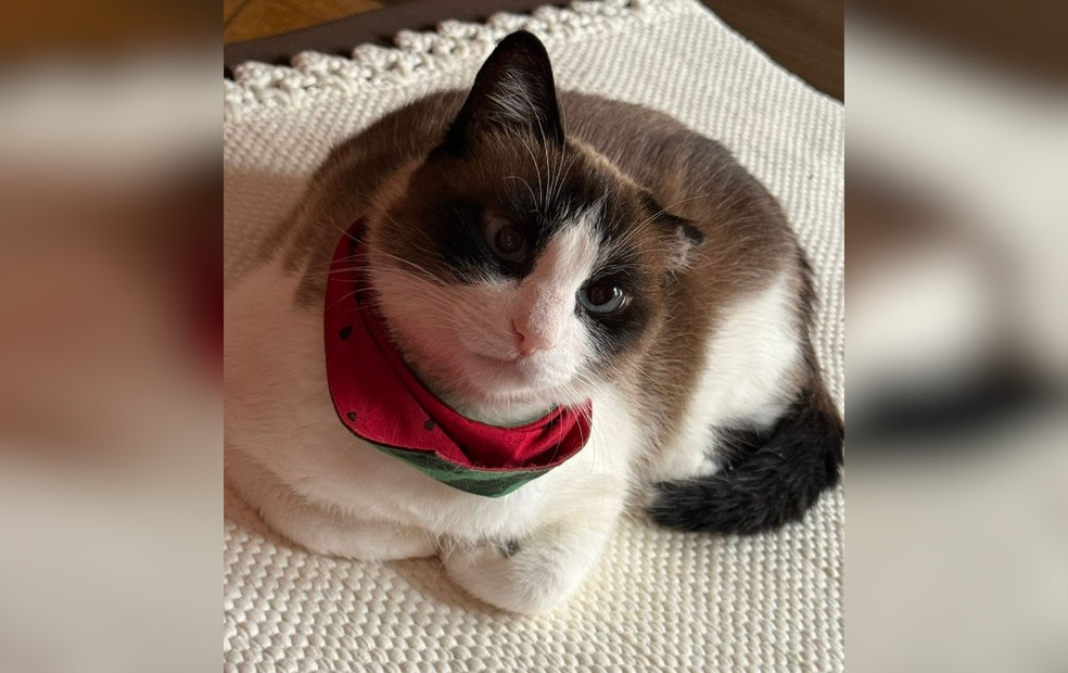 Ao g1, uma veterinária de Itapetininga alertou sobre os sintomas de envenenamento e quais são os produtos tóxicos aos animais — Foto: Arquivo pessoal/Maria Carolina Sanches