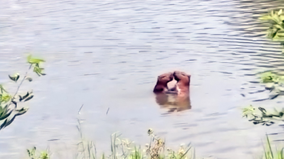 VÍDEO: capivaras ‘namoram’ em lago da Rural, em Seropédica