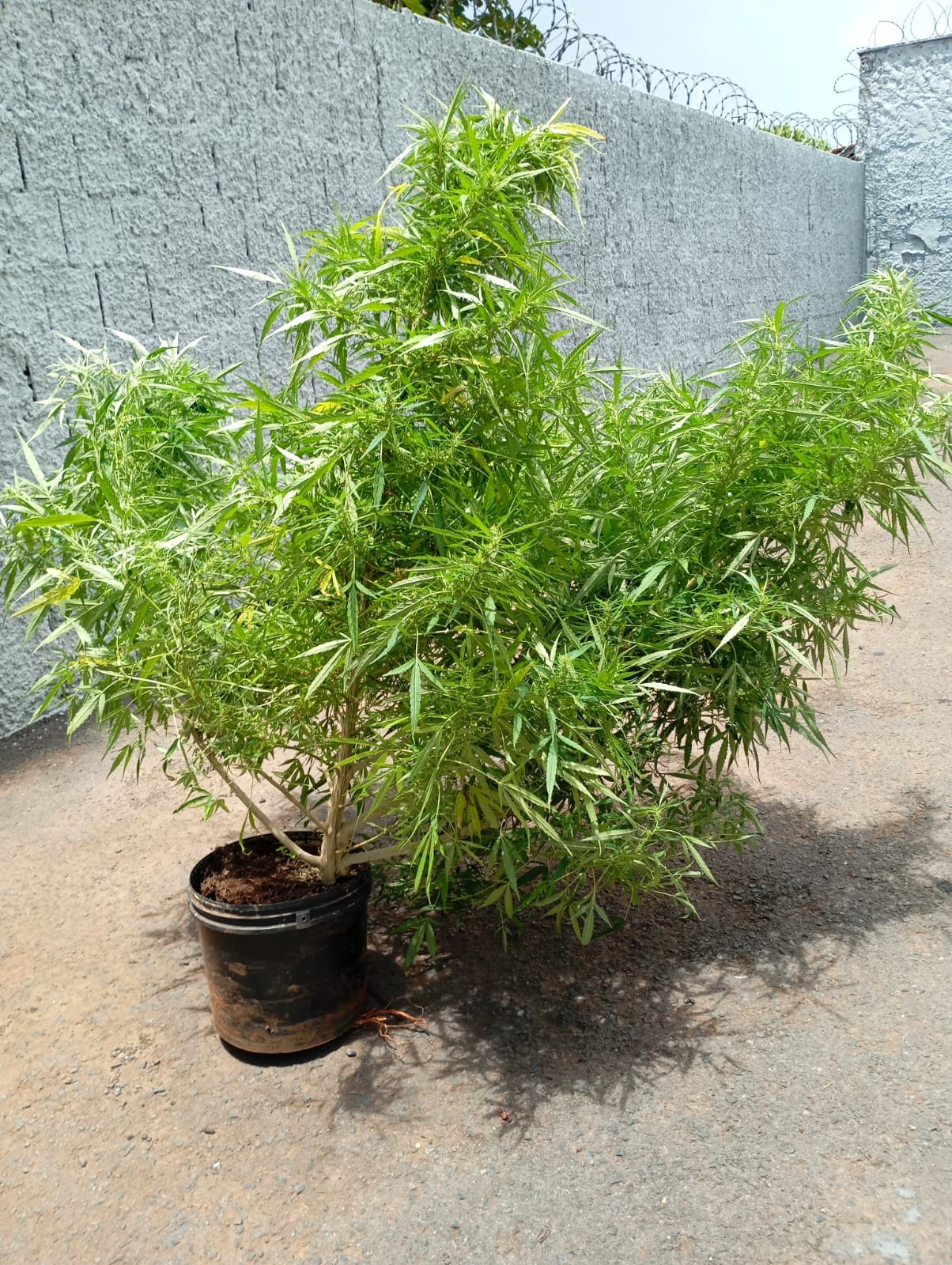 
Homem é preso com pés de maconha, rifle e apetrechos de pesca em assentamento de Unaí