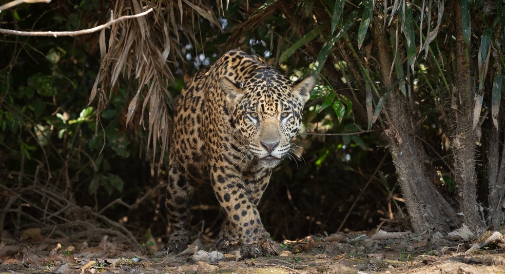 Guia ilustrado identifica onças-pintadas do Pantanal Norte | G1