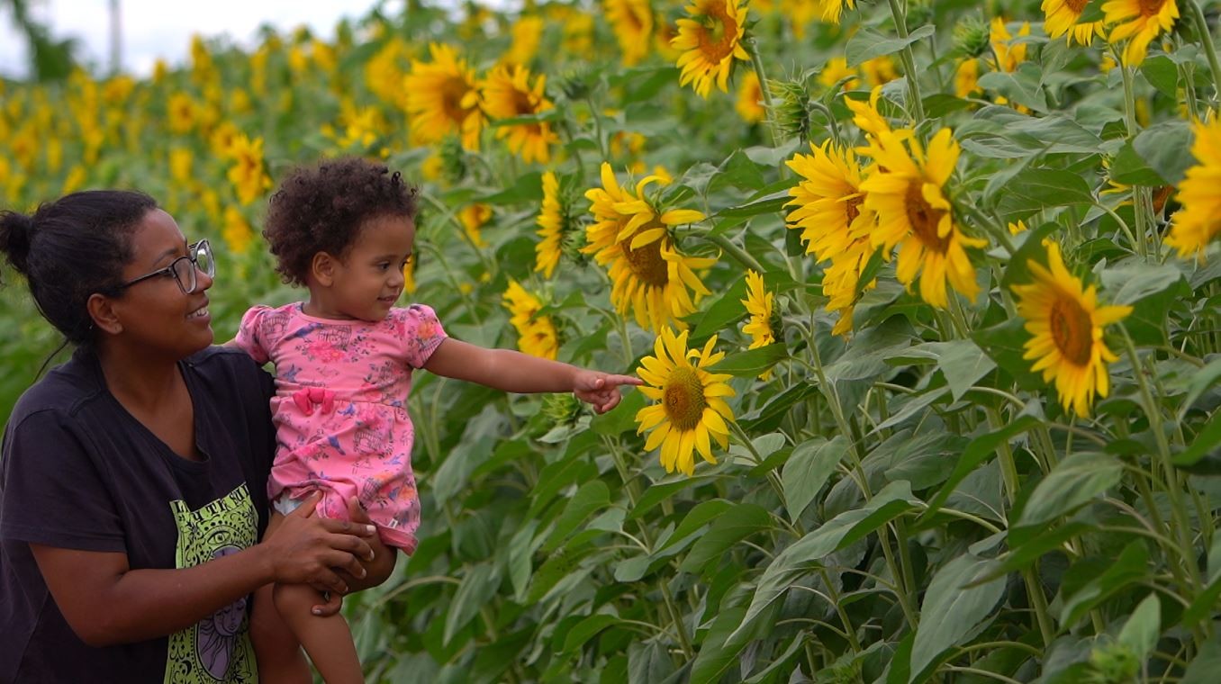 Empresário planta girassóis em condomínio em Miguelópolis, SP, e transforma lugar em ponto turístico