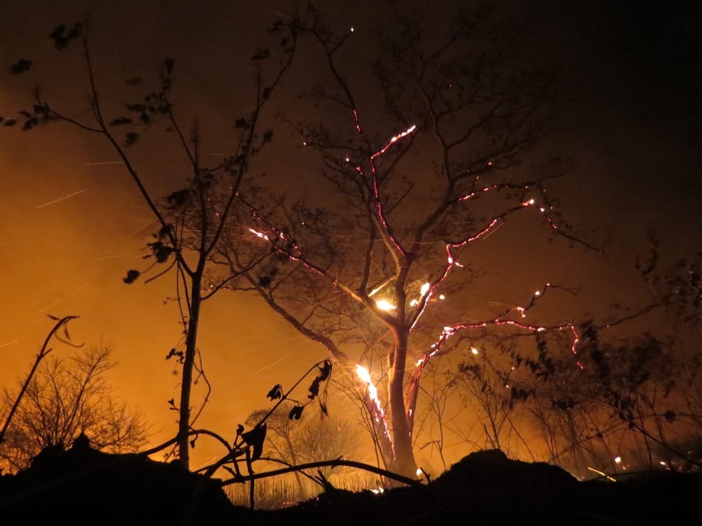 Queimada atingiu a Reserva do Aguapeí em Castilho (SP) — Foto: Brigada de Incêndio de Castilho/Divulgação
