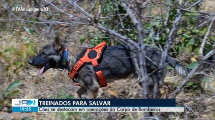 Cães se destacam em operações do Corpo de Bmebiros no Tocantins