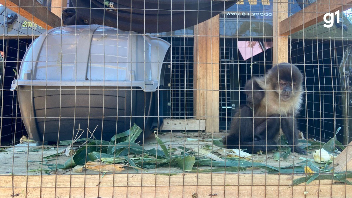 Macaco-prego é resgatado de gaiola em cativeiro ilegal no Norte do RS