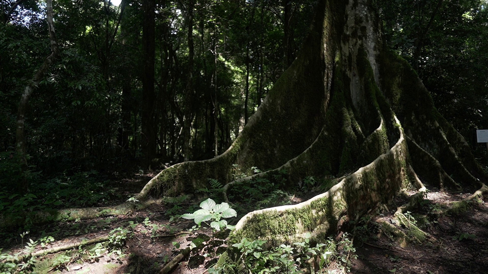 Por que cidade no interior de SP é conhecida como a 'mais silenciosa do Brasil'