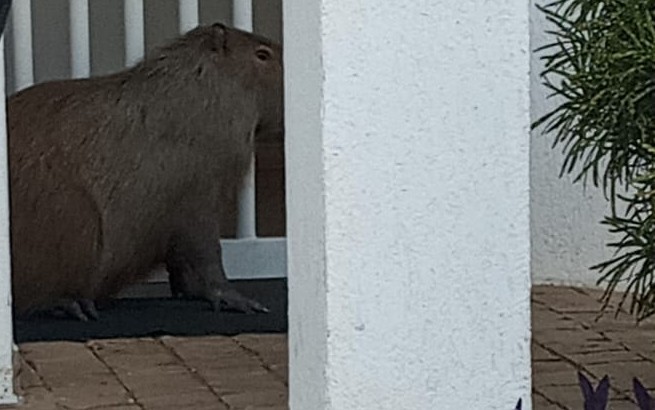 VÍDEO: após atropelamento, capivara é capturada no Bairro Martins, em Uberlândia 