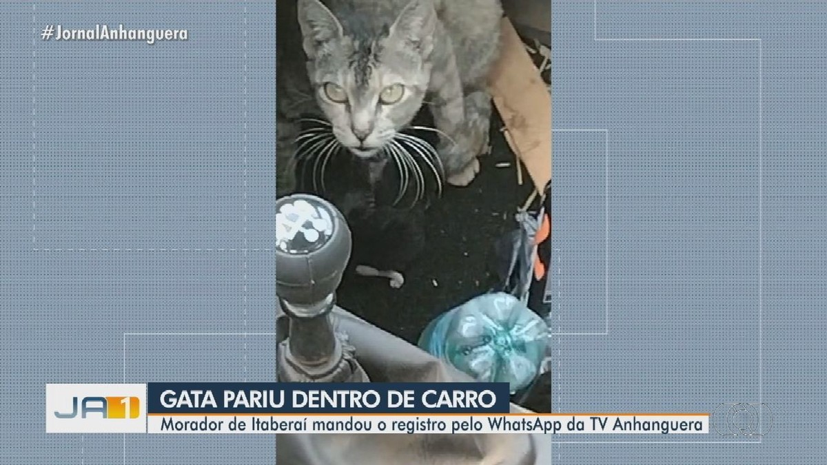 Gato 'adota' e cuida de filhote hospitalizado, e registro viraliza; vídeo