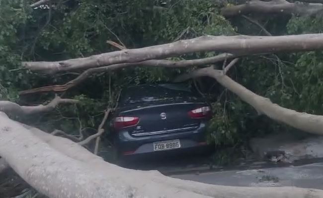 Moradora espera há mais de três dias por corte de árvore que caiu sobre casa e carro durante temporal em São Paulo