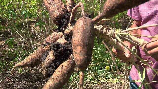 Mandioca no litoral: agricultores investem no cultivo da raiz 