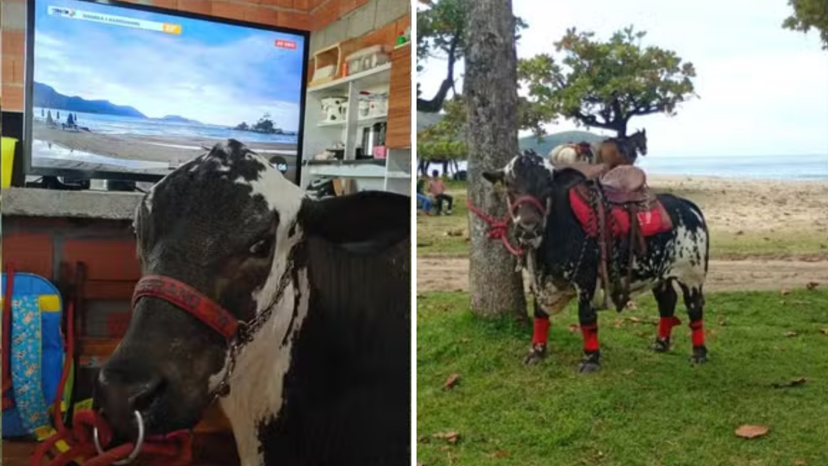 Mini boi criado como pet tem quarto, assiste tv e passeia de coleira na praia no litoral de SP: 'Nosso filho'