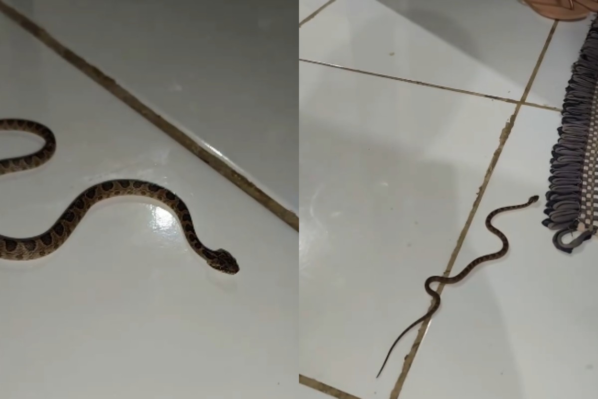 Jararaca é encontrada dentro de casa no Pantanal de MS
