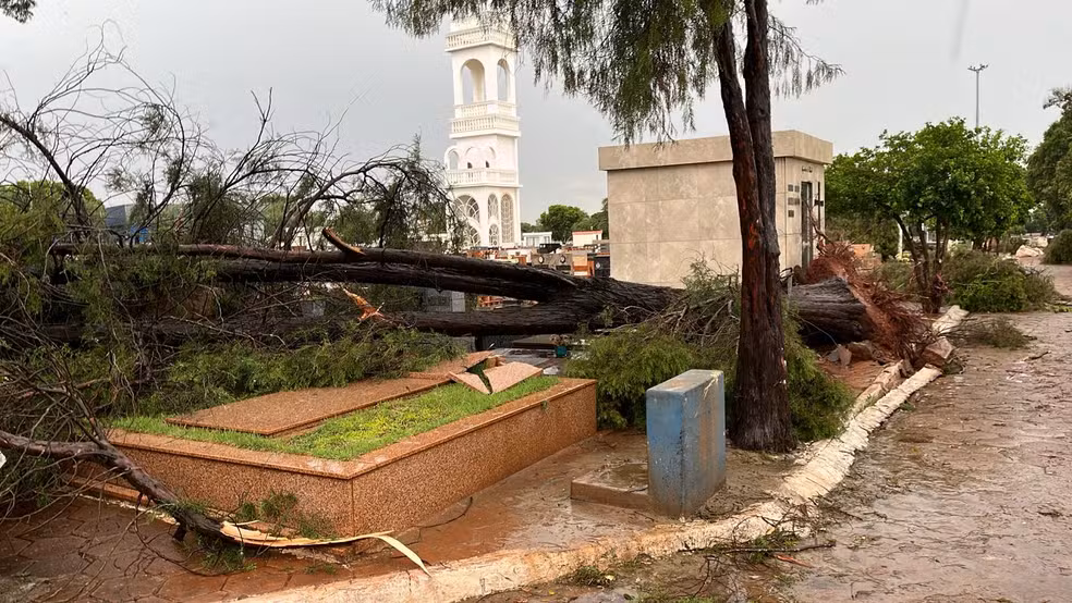 Prefeitura apura n&uacute;mero total de quedas de &aacute;rvore no cemit&eacute;rio &mdash; Foto: Gabriel Bonfim/TV Integra&ccedil;&atilde;o