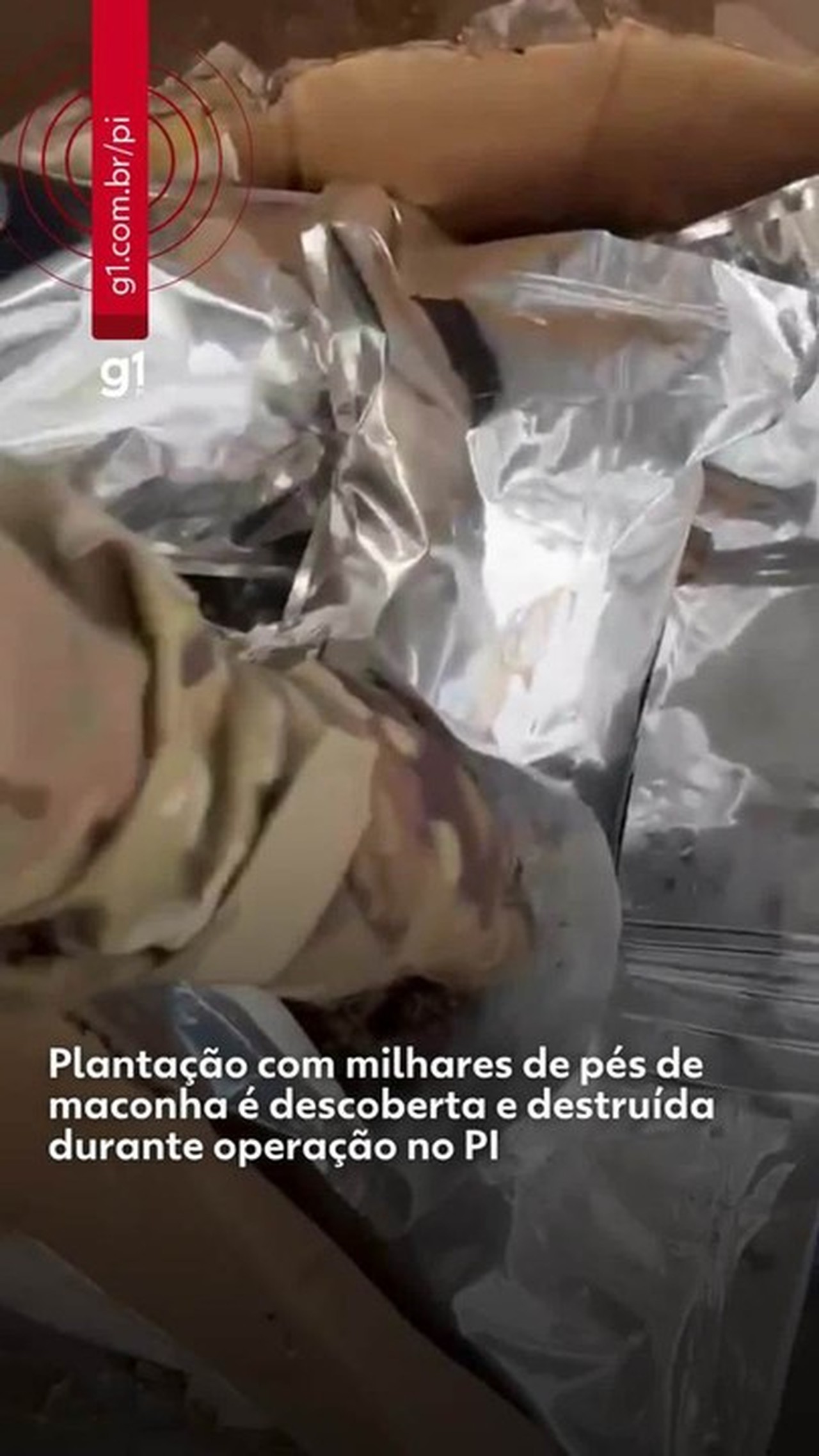 Plantação de maconha com milhares de pés encontrada pela PF estava abandonada