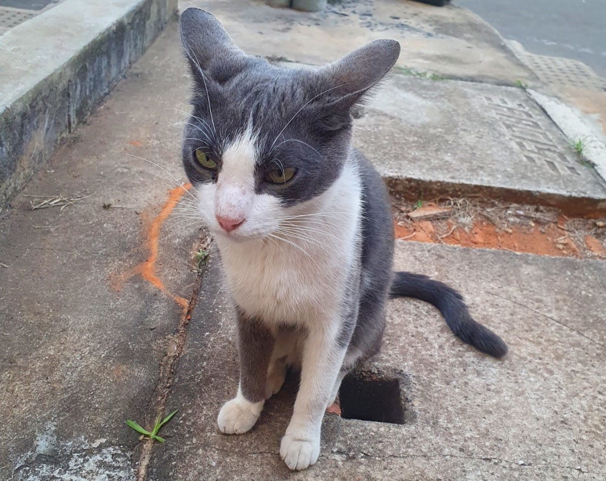 Moradora denuncia mortes de gatos em condomínio de Sorocaba com suspeita de uso de formol: 'Matança muito grande'