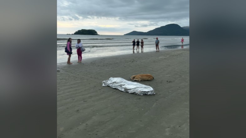 Cachorro permanece ao lado de tutor morto afogado em Balneário Camboriú e cena emociona 