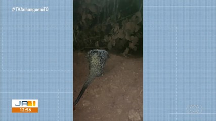 Morador faz registro de porco-espinho em Gurupi
